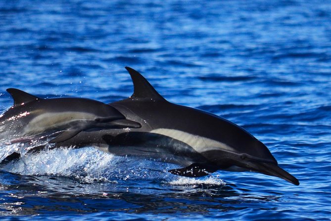 ZODIAC Whale Watch Tour | Cabo San Lucas | Biologist | FREE Pics - Hydrophone and whale singing: emotional, but not guaranteed